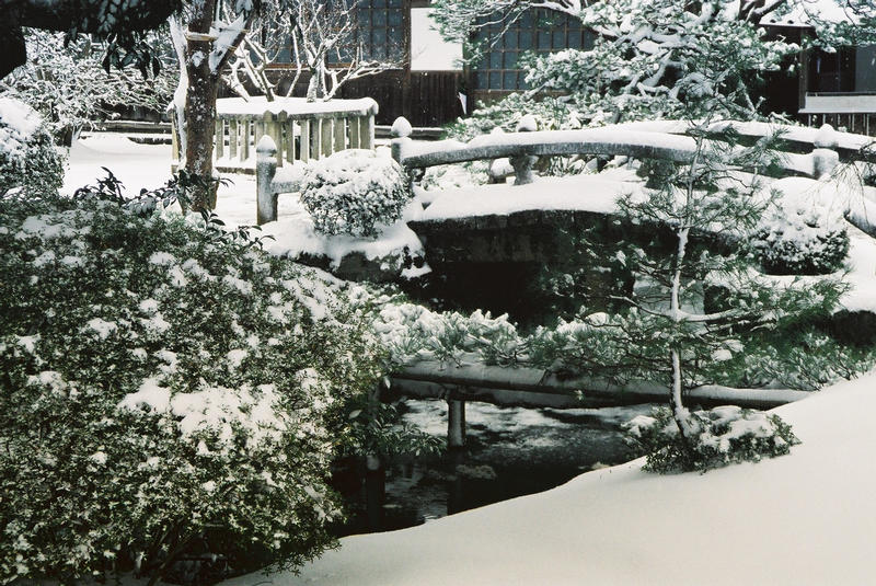 Garden in snow